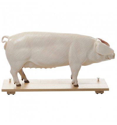 Modelo de un cerdo de cría (animal madre)