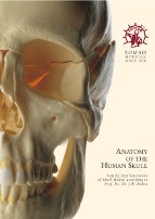 Anatomy of the Human Skull