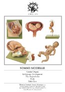 Órganos genitales/ Desarrollo embrionario / Series Ziegler/Cuidado del bebé